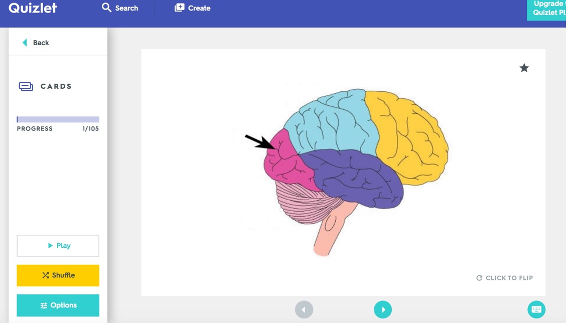 Sample quizlet flashcard. Schematic of the lobes of the brain with black arrow pointing to occipital lobe