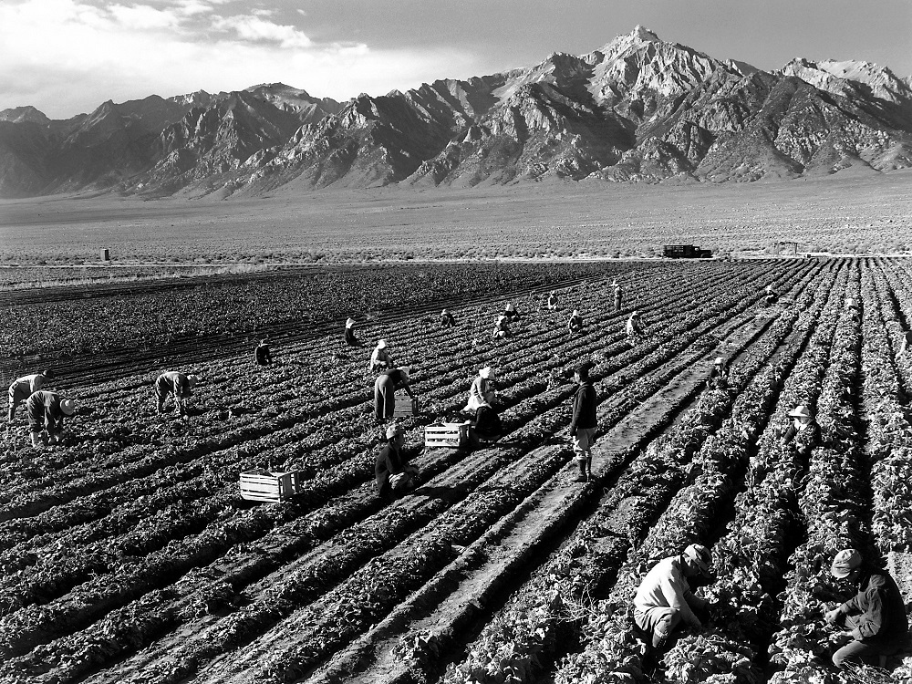 Farm workers at Manzanar Relocation Center