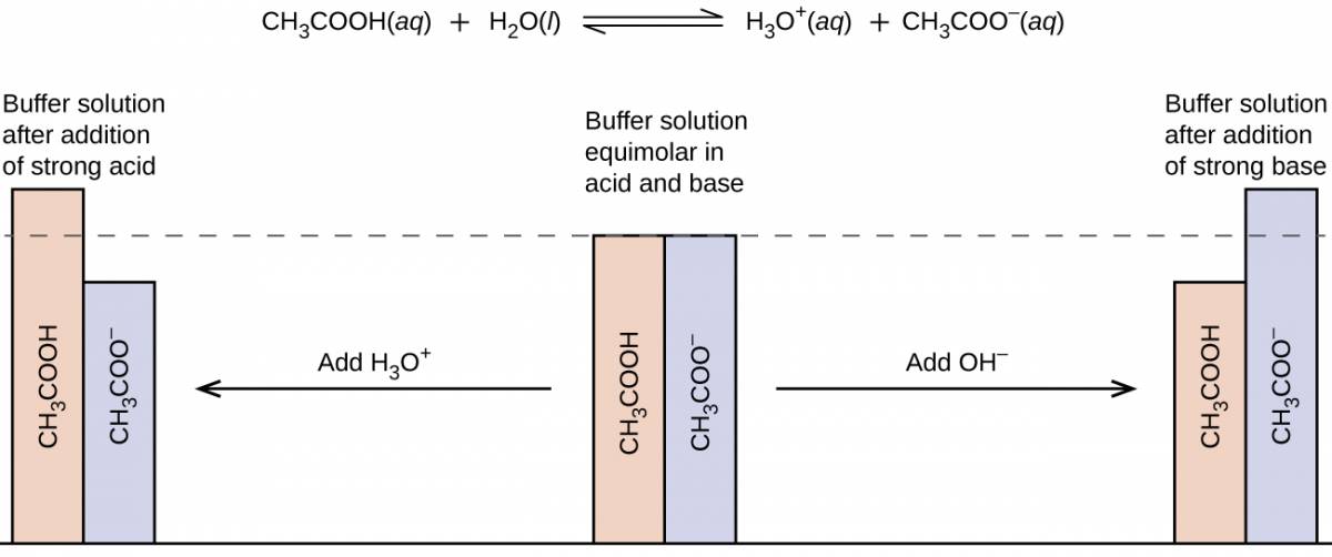 This figure begins with a chemical reaction at the top: C H subscript 3 C O O H ( a q ) plus H subscript 2 O ( l ) equilibrium arrow H subscript 3 O superscript positive sign ( a q ) plus C H subscript 3 C O O superscript negative sign ( a q ). Below the text is a figure that resembles a bar graph. In the middle are two bars of equal height. One is labeled, “C H subscript 3 C O O H,” and the other is labeled, “C H subscript 3 C O O superscript negative sign.” There is a dotted line at the same height of the bars which extends to the left and right. Above these two bars is the phrase, “Buffer solution equimolar in acid and base.” There is an arrow pointing to the right which is labeled, “Add O H superscript negative sign.” The arrow points to two bars again, but this time the C H subscript 3 C O O H bar is shorter than that C H subscript 3 C O O superscript negative sign bar. Above these two bars is the phrase, “Buffer solution after addition of strong base.” From the middle bars again, there is an arrow that points left. The arrow is labeled, “Add H subscript 3 O superscript positive sign.” This arrow points to two bars again, but this time the C H subscript 3 C O O H bar is taller than the C H subscript 3 C O O superscript negative sign bar. These two bars are labeled, “Buffer solution after addition of strong acid.”