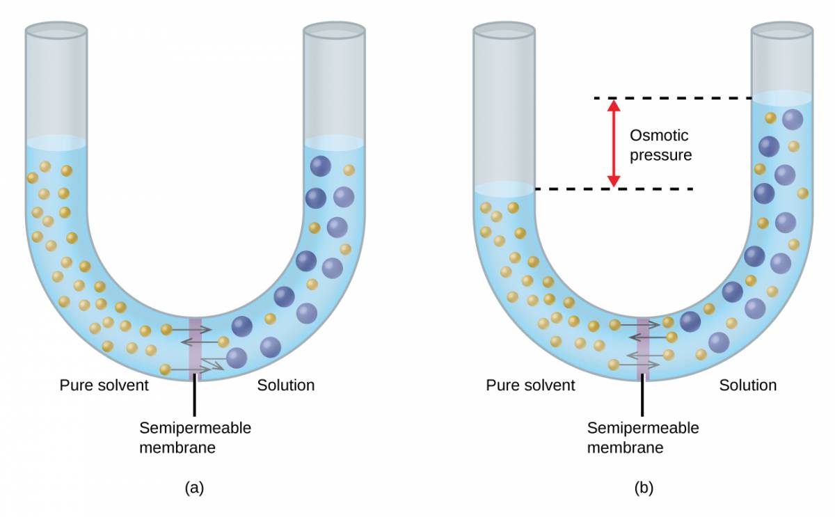 The figure shows two U shaped tubes with a semi permeable membrane placed at the base of the U. In figure a, pure solvent is present and indicated by small yellow spheres to the left of the membrane. To the right, a solution exists with larger blue spheres intermingled with some small yellow spheres. At the membrane, arrows pointing from three small yellow spheres on both sides of the membrane cross over the membrane. An arrow drawn from one of the large blue spheres does not cross the membrane, but rather is reflected back from the surface of the membrane. The levels of liquid in both sides of the U shaped tube are equal. In figure b, arrows again point from small yellow spheres across the semipermeable membrane from both sides. This diagram shows the level of liquid in the left, pure solvent, side to be significantly lower than the liquid level on the right. Dashed lines are drawn from these two liquid levels into the middle of the U-shaped tube and between them is a red, double-headed, vertical arrow next to the term osmotic pressure.