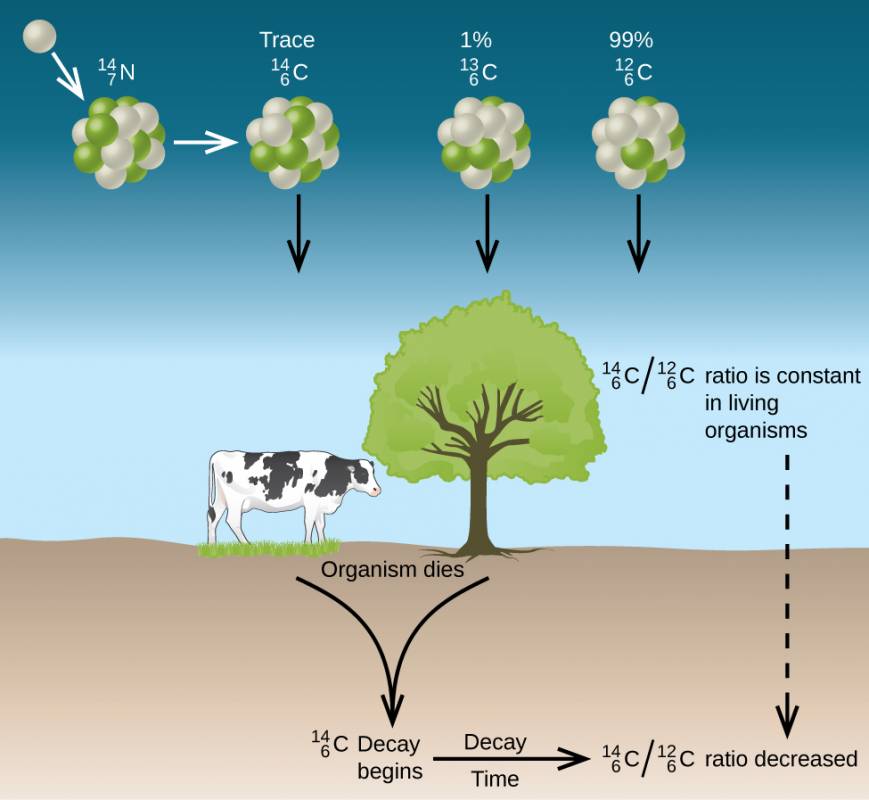 A diagram shows a cow standing on the ground next to a tree. In the upper left of the diagram, where the sky is represented, a single white sphere is shown and is connected by a downward-facing arrow to a larger sphere composed of green and white spheres that is labeled “superscript 14, subscript 7, N.” This structure is connected to three other structures by a right-facing arrow. Each of the three it points to are composed of green and white spheres and all have arrows pointing from them to the ground. The first of these is labeled “Trace, superscript 14, subscript 6, C,” the second is labeled “1 percent, superscript 13, subscript 6, C” and the last is labeled “99 percent, superscript 12, subscript 6, C.” Two downward-facing arrows that merge into one arrow lead from the cow and tree to the ground and are labeled “organism dies” and “superscript 14, subscript 6, C, decay begins.” A right-facing arrow labeled on top as “Decay” and on bottom as “Time” leads from this to a label of “superscript 14, subscript 6, C, backslash, superscript 12, subscript 6, C, ratio decreased.” Near the top of the tree is a downward facing arrow with the label “superscript 14, subscript 6, C, backslash, superscript 12, subscript 6, C, ratio is constant in living organisms” that leads to the last of the lower statements.