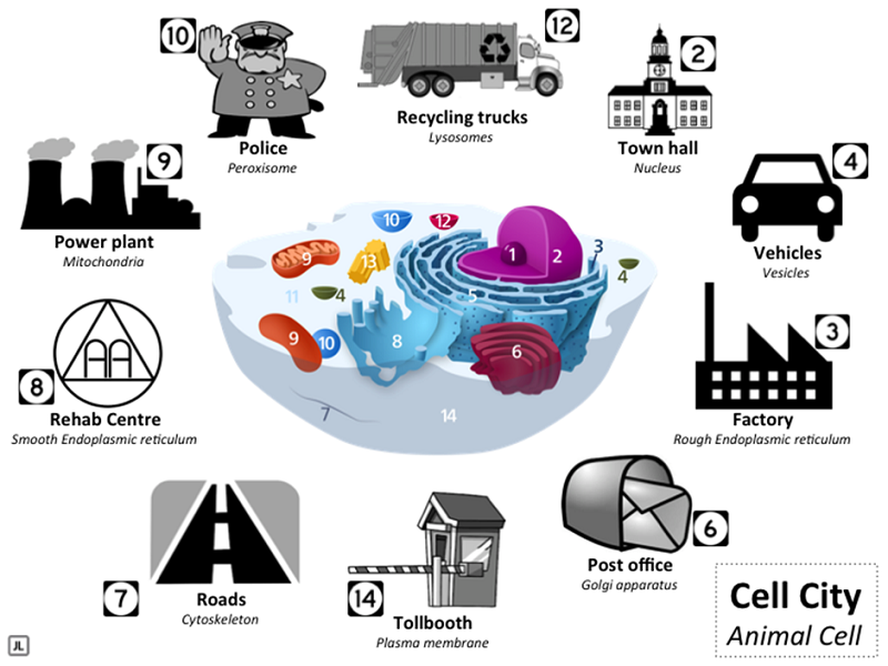 Fig 3 - "Structures in an animal cell presented with corresponding buildings or structures found in a city"