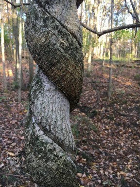 trees growing together