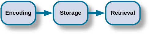 Progression of memory from encoding, to storage, to retrieval.