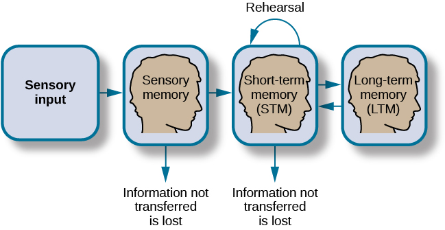 Progression of sensory input through three stages labeled sensory memory, short-term memory (STM), and long-term memory (LTM).