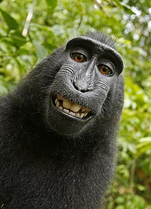 a monkey selfie