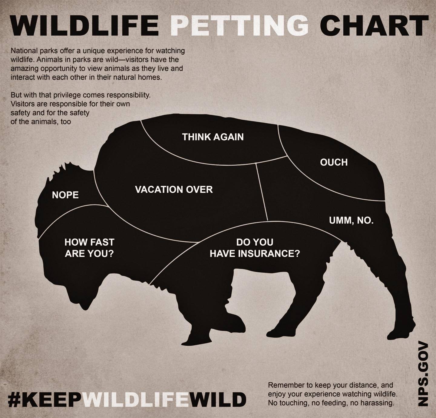 A National Parks infographic describing what happens if you touch a buffalo on certain parts. For example the head says "nope" the rear says "ouch."